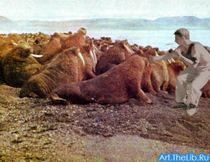 morzhi.jpg