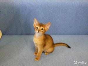 2052999377-1.jpg