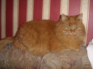 Мой котяра1.JPG