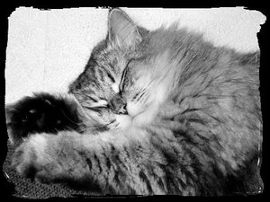 DSCN0247cat.jpg