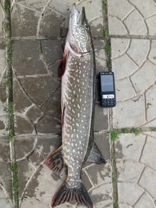 IMG_1642.JPG