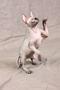 кот_1.JPG