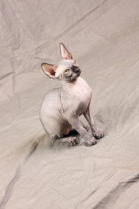 кот_2.JPG