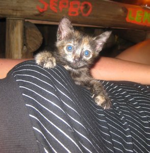 Кошак.jpg