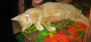 Кош.jpg
