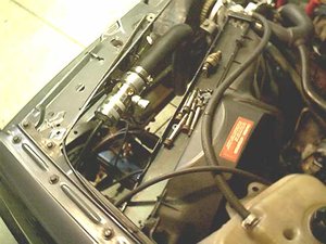 bov2.jpg