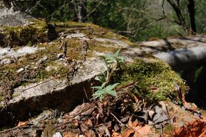 DSC_0258.jpg
