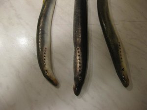 IMG_0222.jpg
