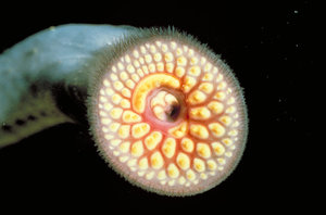 800px-Lamprey_mouth.jpg