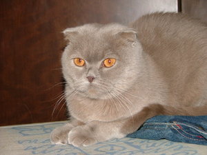 cat.2.JPG