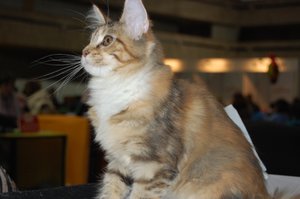 DSC_0808.JPG