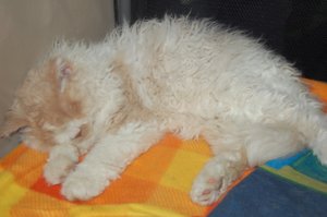 DSC_0811.JPG