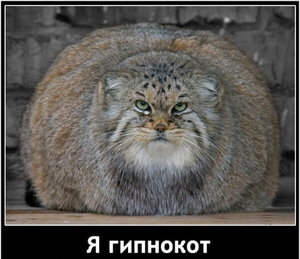 гипнокот.jpg