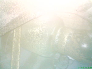 DSC00475.JPG