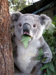 koala-11.jpg