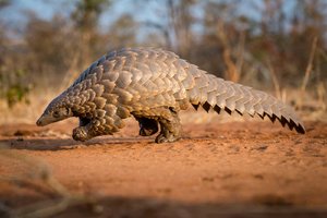 PangolinWalk.jpg