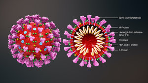 3D_medical_animation_coronavirus_structure.jpg