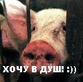 swine.jpg