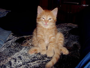 Кошки_5.JPG