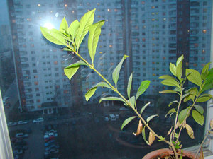 DSC04227.jpg