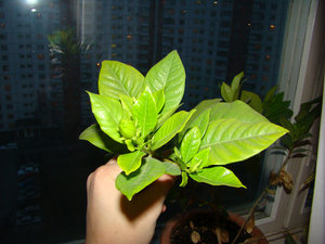 DSC04228.jpg
