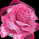 Rose!.gif