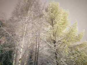 IMG_20201120_182428.jpg
