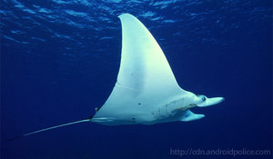 skate-manta-stingray.jpg