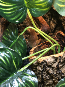 IMG_7635.jpeg