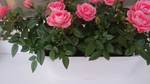 IMG-20210601-WA0018.jpeg