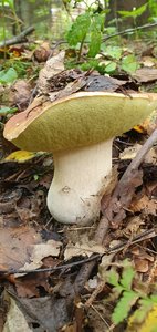 IMG-20210813-WA0004.jpg