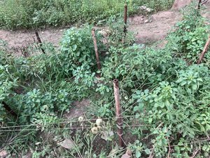 C74913D6-96D6-44E3-AB3A-E7C708138757.jpeg