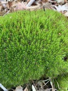 58207D05-1C20-4D3F-850B-A63A619EEAA1.jpeg