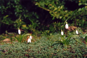 Подснежник1.jpg