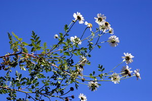 IMG_6630.1.jpg