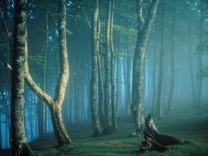 Irati Forest, Navarre, Spain.jpg