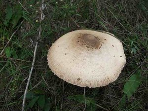 DSCF0405.jpg