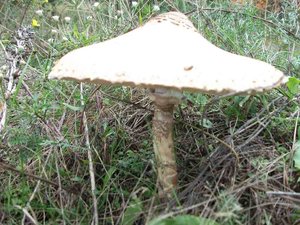 DSCF0406.jpg