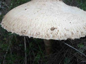 DSCF0407.jpg
