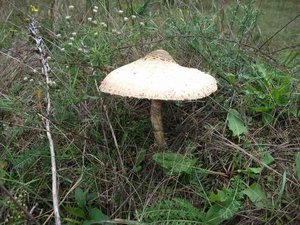 DSCF0410.jpg
