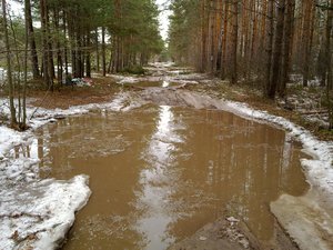 Podosinki02.jpg