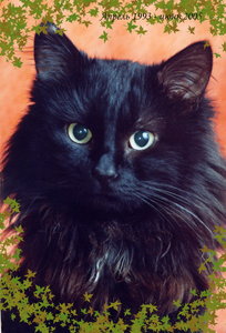 Котик4.jpg