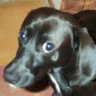 moro