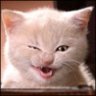 immortal-cat