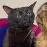 Koritokrovi