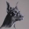 doberman_dsl