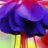 Miledy