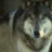 Riesenwolf