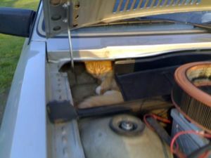 а котяре там хорошо)))