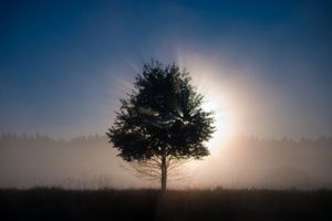 Arbor mundi